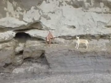 Dron capta en video a perritos atrapados en socavón de Puebla