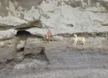 Dron capta en video a perritos atrapados en socavón de Puebla