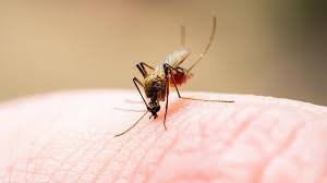 La capacidad de estos insectos para reproducirse en fuentes de agua estancada favorece su reproducción, convirtiéndolos en plagas tanto en zonas urbanas como rurales.
Foto: Producción El Universal