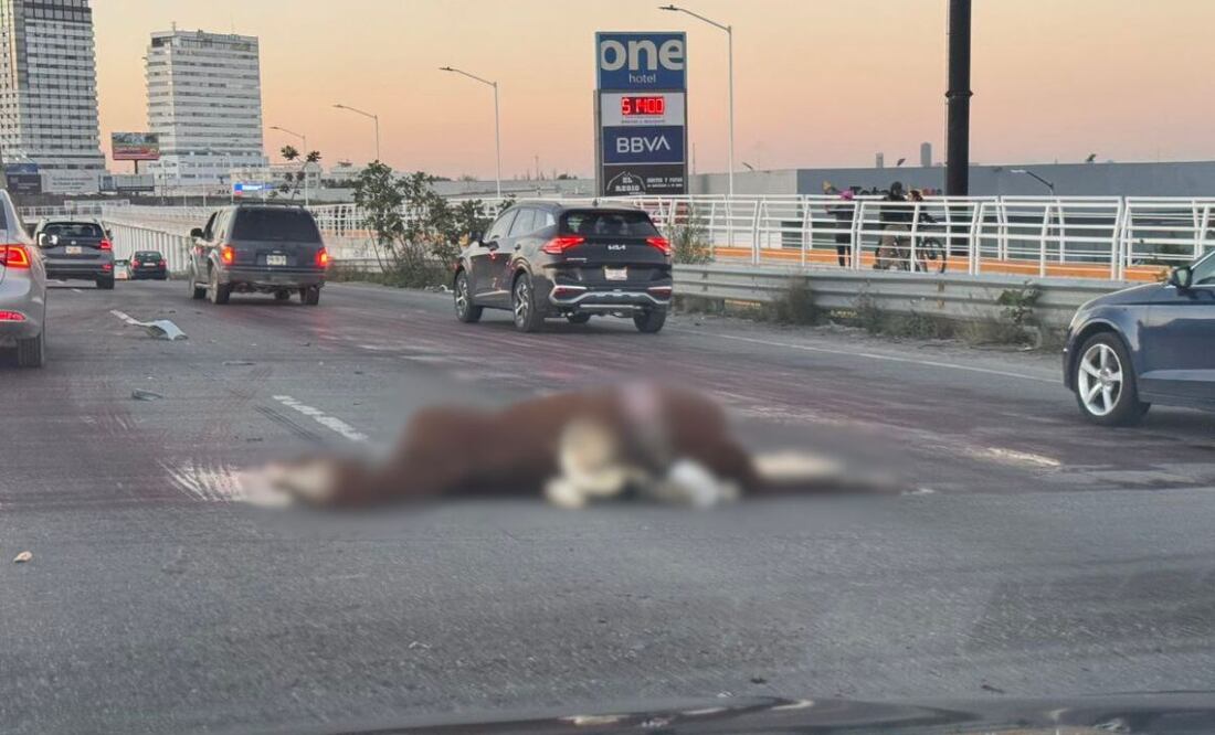 Un caballo murió atropellado en el Periférico Ecológico de Puebla | Foto: Redes Sociales