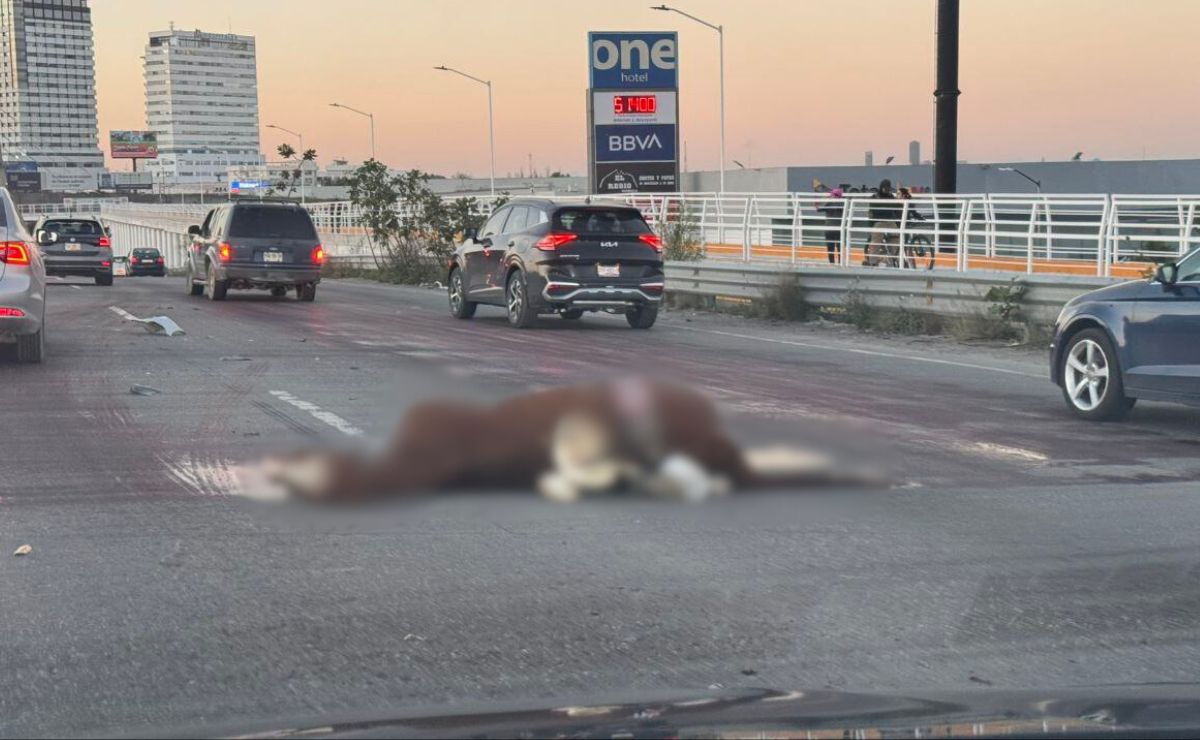 Atropellan a caballo en el Periférico Ecológico de Puebla y muere