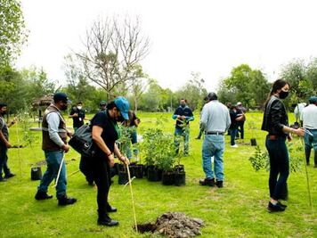 Reforestan 18 colonias de la capital