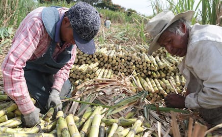 Productores de caña cobrarán mil 130 pesos por tonelada en Puebla