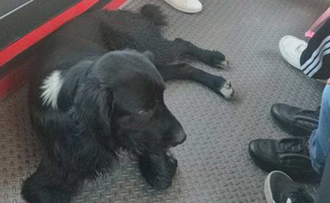 El lomito viajero descendió de la combi cuando el chofer notó que no acompañaba a nadie | Foto: Twitter RyanGetse