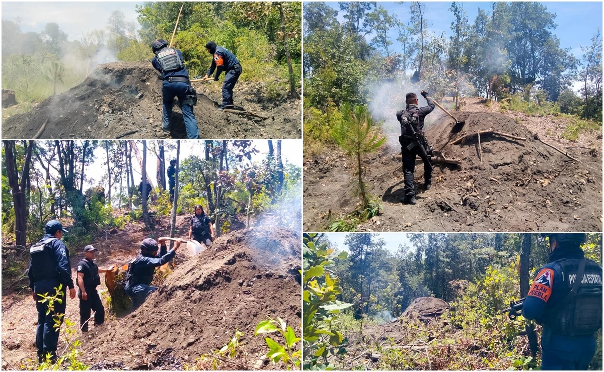 Inhabilita SSP hornos para la deshidratación ilegal de madera