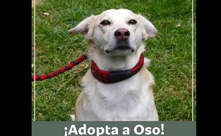 Adoptan a lomitos agredidos con tijeras y gasolina en Puebla