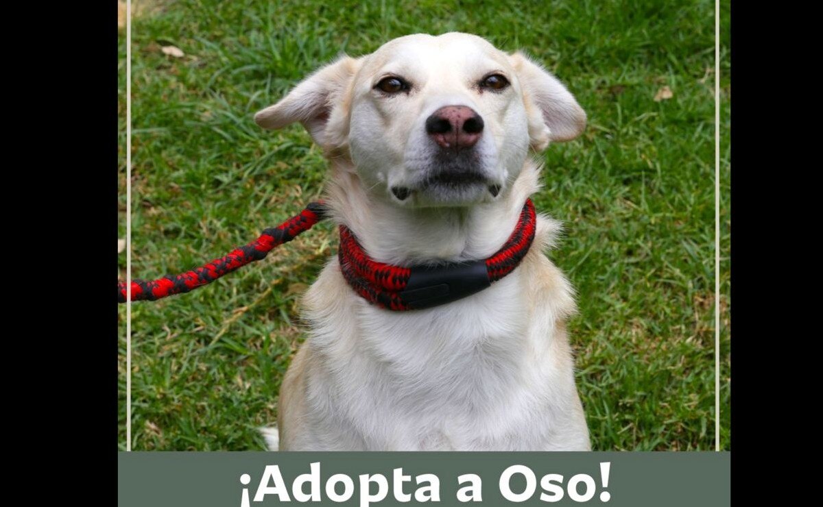 Adoptan a lomitos agredidos con tijeras y gasolina en Puebla