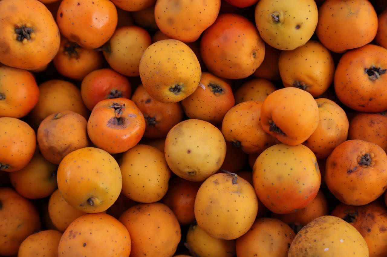 La fruta de ponche se produce en grandes cantidades en Puebla | Agencia Es Imagen para El Universal Puebla