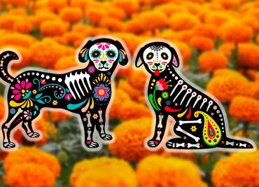 Día de las mascotas muertas. Estas son las mejores ofrendas