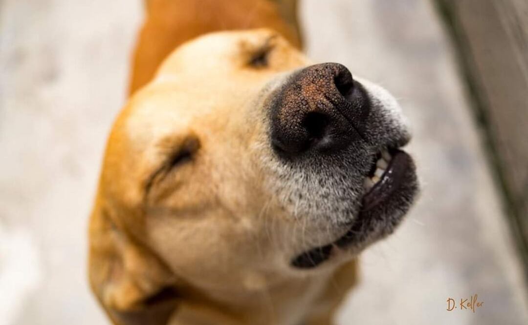 La terapia con caninos ayuda al incremento del autoestima | Foto: Facebook Clínica del Perro Callejero