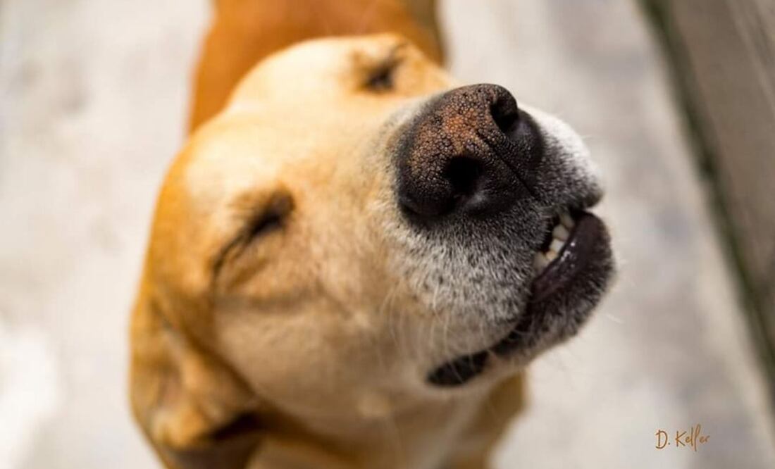La terapia con caninos ayuda al incremento del autoestima | Foto: Facebook Clínica del Perro Callejero