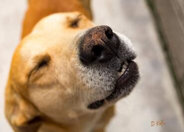Lomitos brindan apoyo emocional a estudiantes de la BUAP