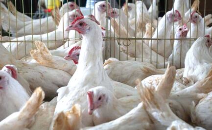 Influenza aviar: productores garantizan abasto de carne y huevo en Puebla