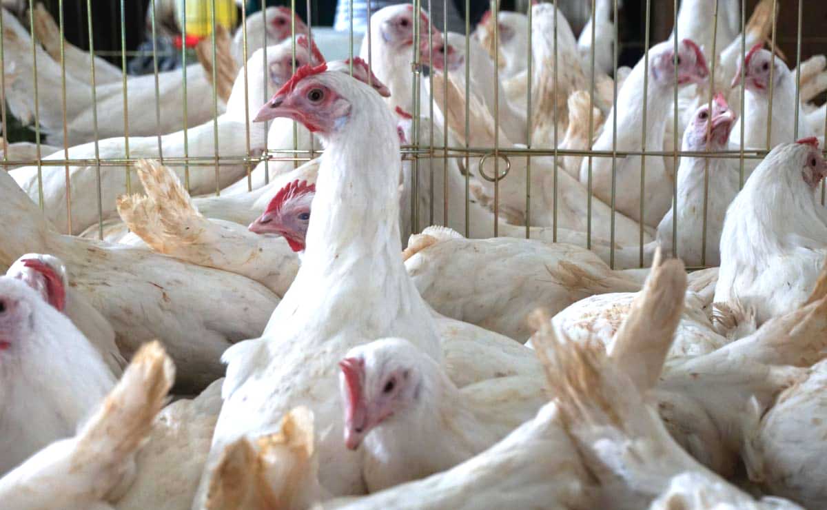 Influenza aviar: productores garantizan abasto de carne y huevo en Puebla