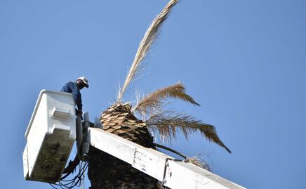 Por plaga, podan diez palmeras de La Paz y zócalo de Puebla