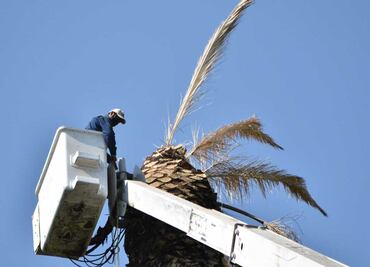 Por plaga, podan diez palmeras de La Paz y zócalo de Puebla