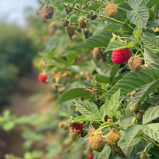 Foto: FB La Feria de las Berries 2026 - San Diego Buenavista