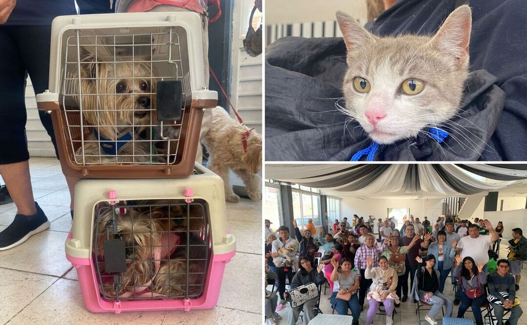 El Gobierno de la Ciudad llevó a cabo una Jornada de Bienestar Animal | Foto: Ayuntamiento de Puebla