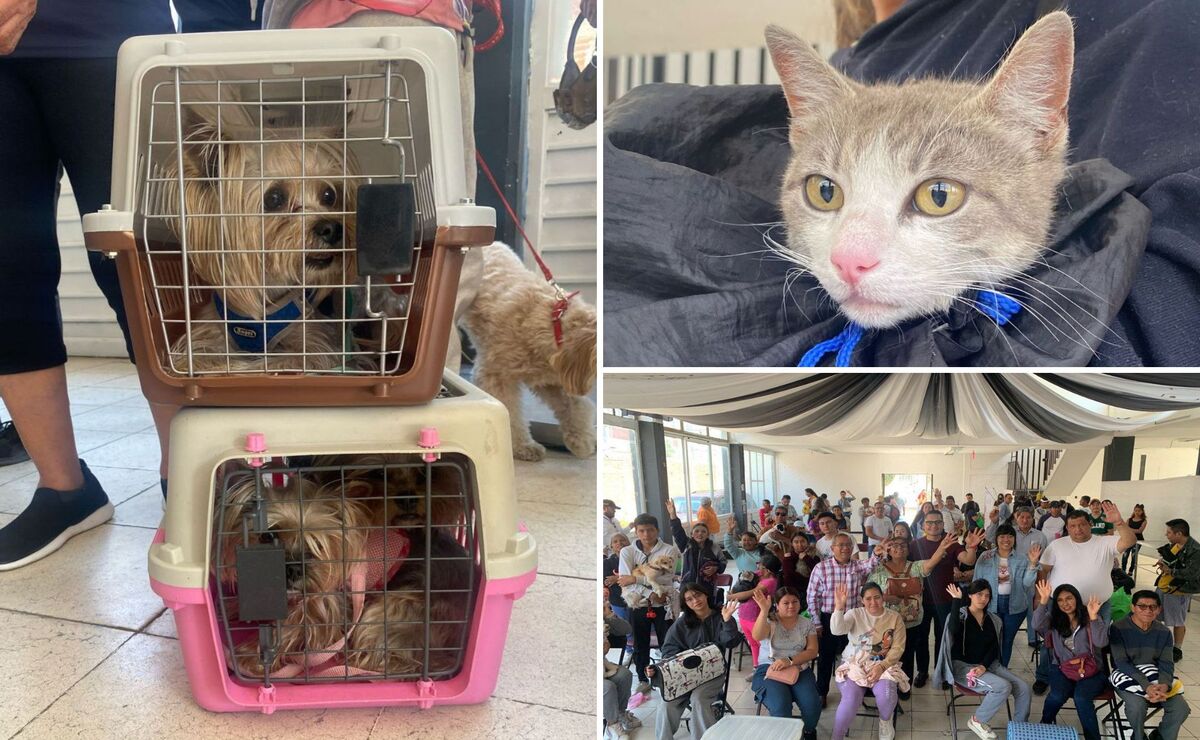 Gran Jornada de Bienestar Animal en San José Xilotzingo y Parque Centenario Laguna de Chapulco