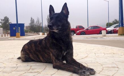 Perros antinarcóticos han sido amenazados de muerte