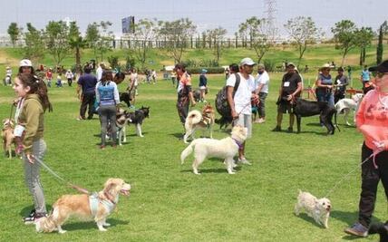 Dog Fest: todos los detalles para irte de fiesta con tu mascota