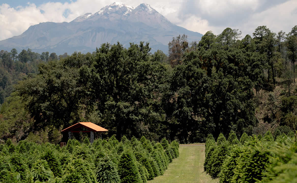 Cómo llegar a Alpinia, el parque natural entre Puebla y CDMX donde cortas tu árbol de Navidad
