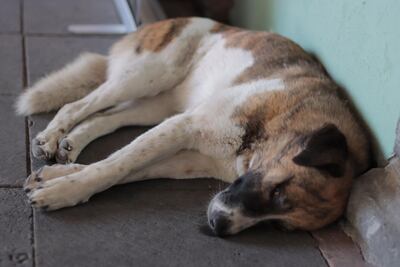 Denuncian envenenamiento masivo de perritos en Tehuacán