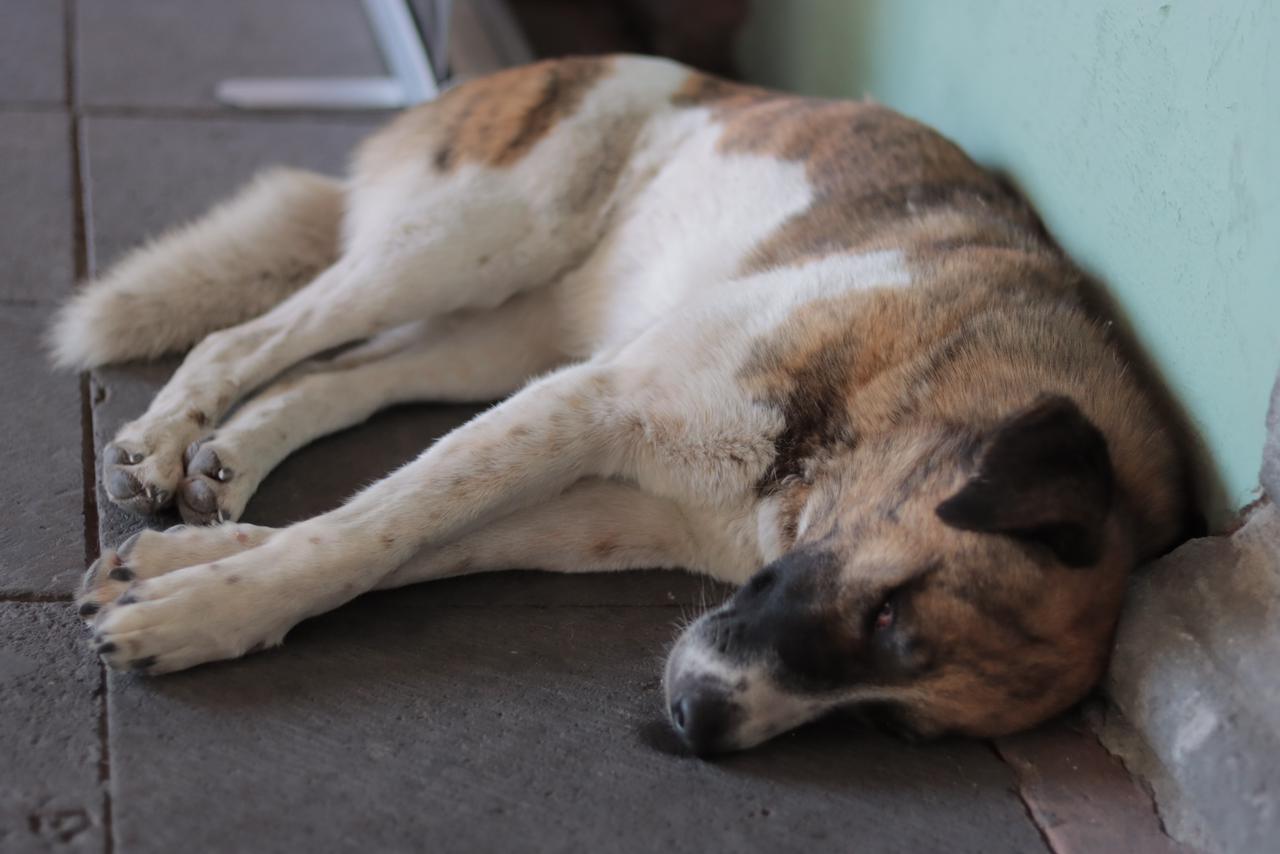 En Tehuacán fueron envenenados ocho perritos | Agencia Es Imagen para El Universal Puebla