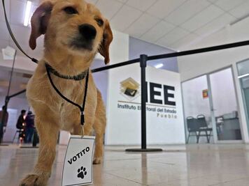 ¿Qué ha sido de Votito, el perro analista del Instituto Electoral de Puebla?