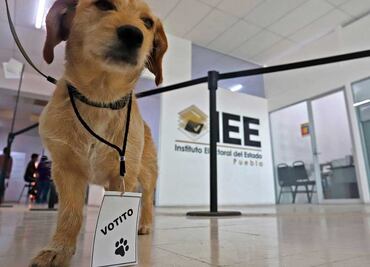 ¿Qué ha sido de Votito, el perro analista del Instituto Electoral de Puebla?