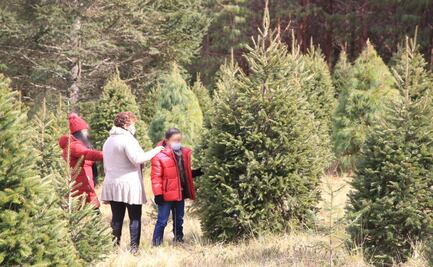 ¿Dónde comprar un pino natural para Navidad en Puebla?