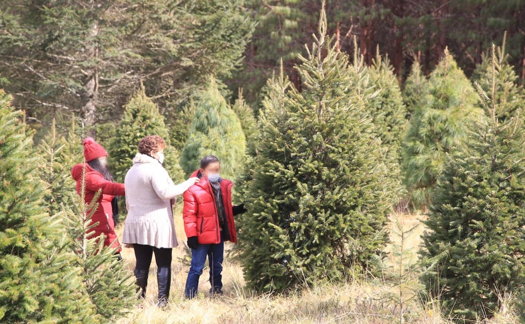 Ve por tu árbol de Navidad a algunos de los municipios poblanos FOTO: Agencia Es Imagen para El Universal Puebla