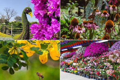 Descubre los 4 destinos florales imperdibles en Puebla