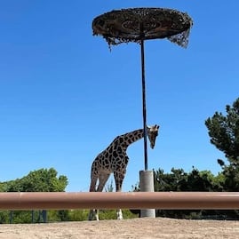 Gobierno de Puebla, dispuesto a cubrir gastos de traslado de la jirafa Benito