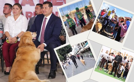 Esta es la historia de Tommy, la mascota del gobernador de Puebla que está hospitalizada