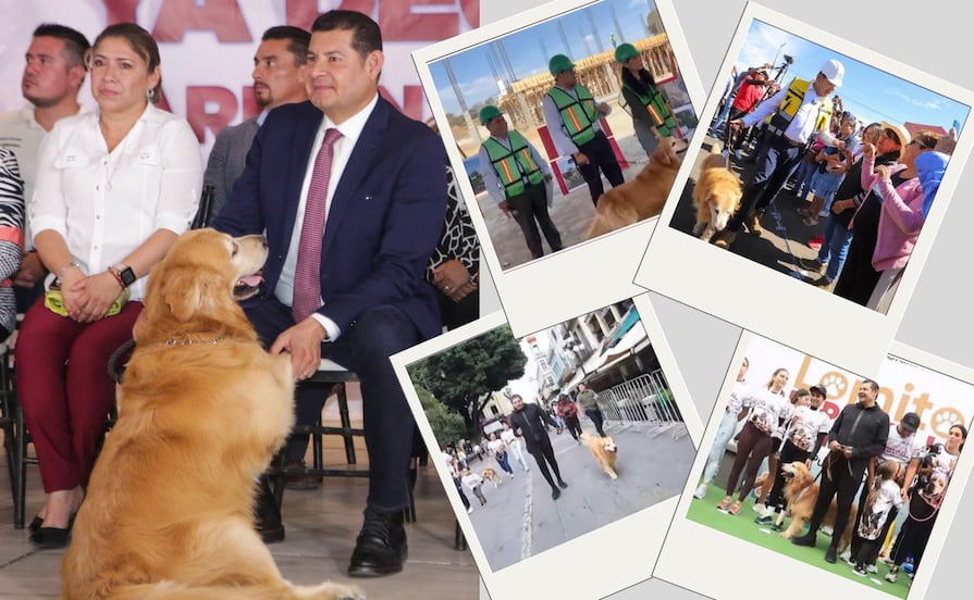 Esta es la historia de Tommy, la mascota del gobernador de Puebla que está hospitalizada