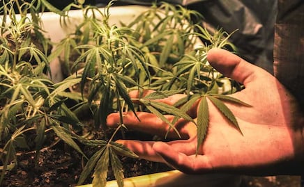 Estas son las drogas más vendidas por los dealers en Puebla