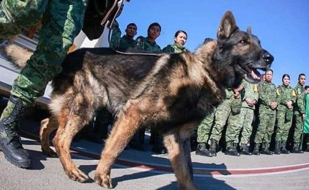 Proteo al parecer falleció en el derrumbe de una estructura afectada por el terremoto en Turquía | Foto: Redes Sociales