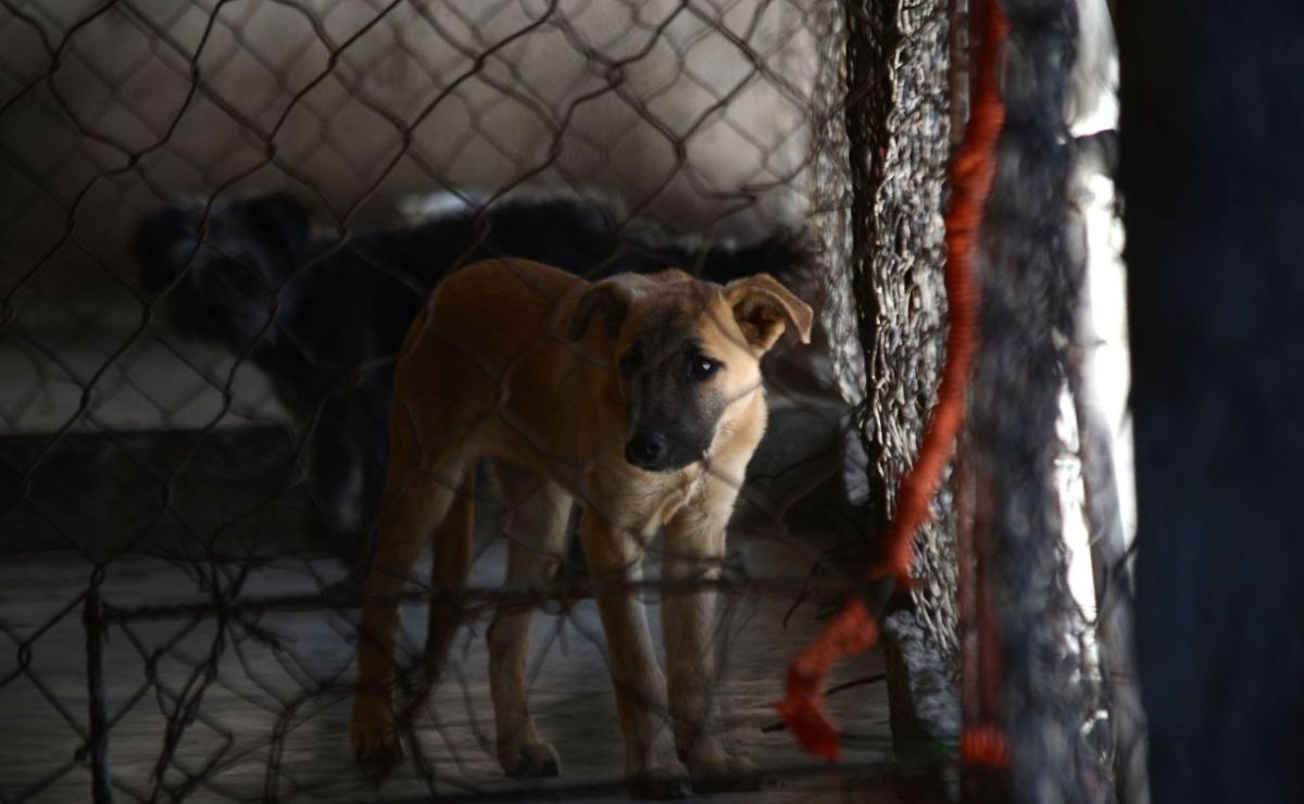 Tener una mascota en la azotea te puede ocasionar serios problemas | Foto: Agencia Es Imagen para El Universal Puebla