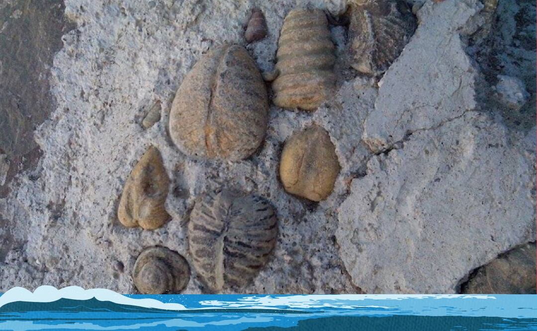 En un municipio de Puebla existió un mar hace 100 millones de años- Foto INAH