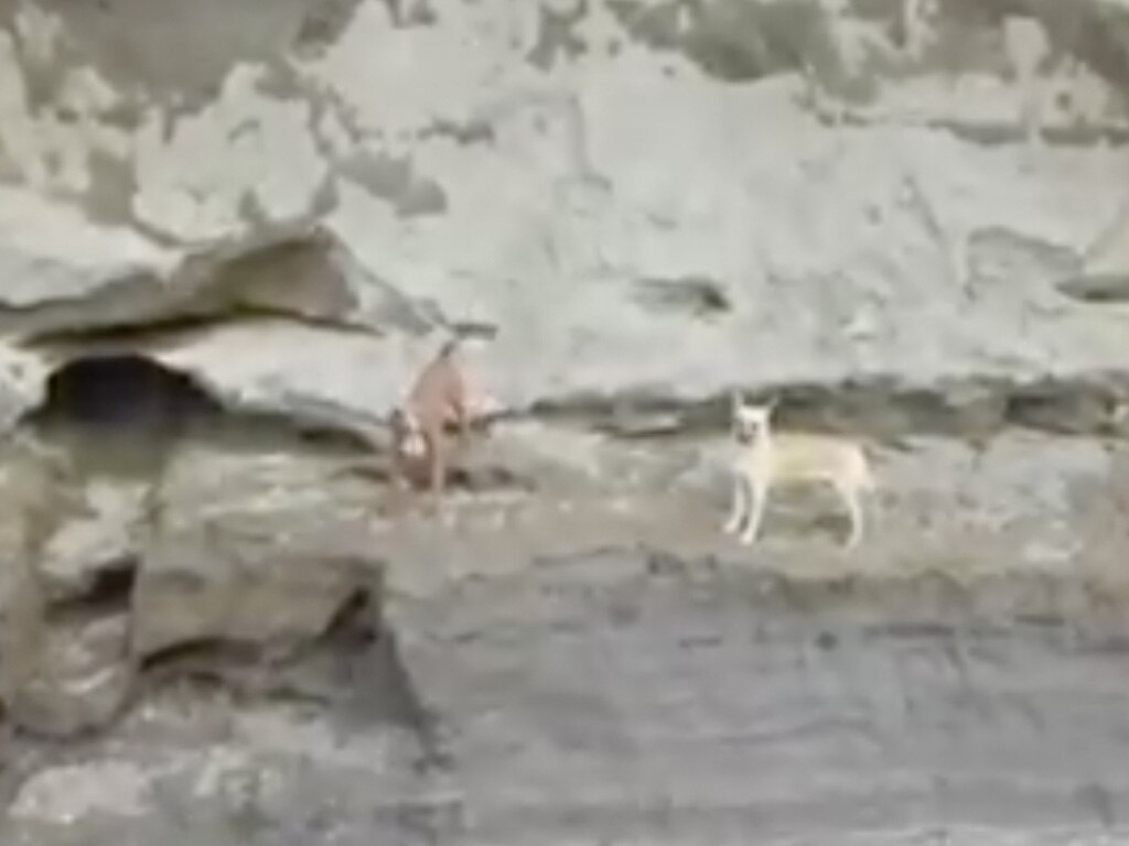 ¡Están vivos! Los perritos Spay y su amigo siguen dentro del socavón