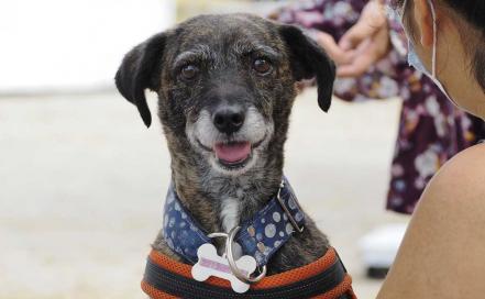 Cómo cuidar a las mascotas en temporada de calor. Aquí te decimos