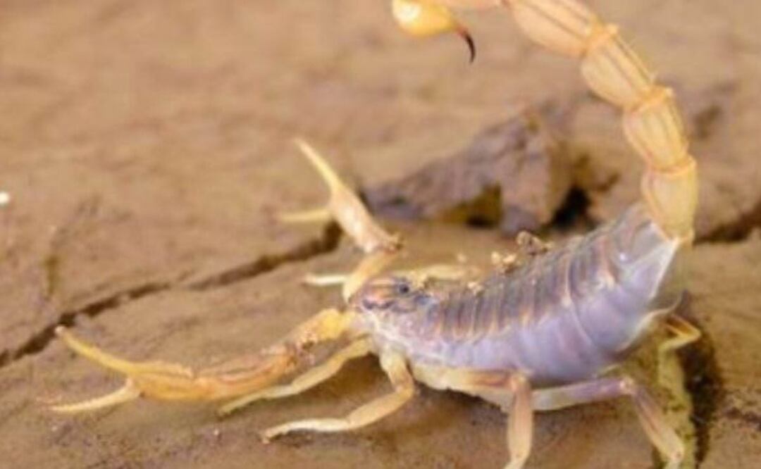 En lo que va de 2023 en México se registraron 34 mil casos de intoxicación por picadura de alacrán | Foto: Secretaría de Salud federal