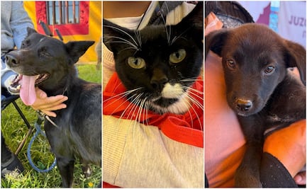 Fortalece Gobierno de la Ciudad el cuidado de las mascotas con Jornadas de Protección Animal