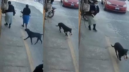 Graban en acción al perro roba-cemitas