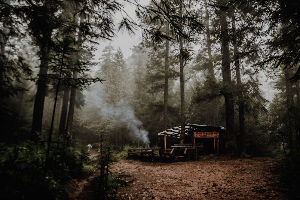 El olmo de Teziutlán es un gran hallazgo ecológico en Puebla | Agencia Es Imagen para El Universal Puebla