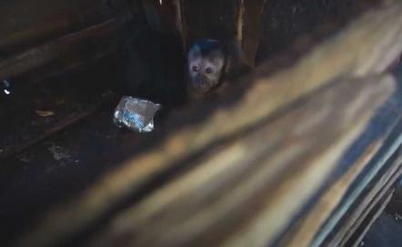 Luisito Comunica graba a familia con animales exóticos y luego la denuncia