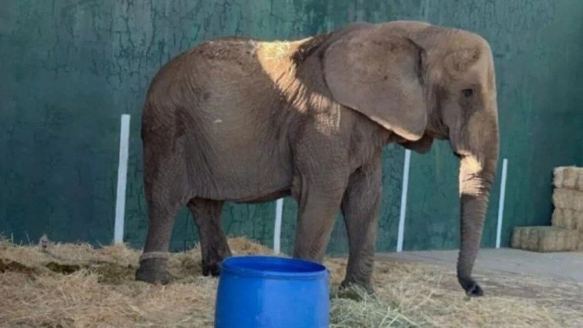 La elefanta Annie lleva 5 años esperando que la rescaten | Foto: Unife mx
