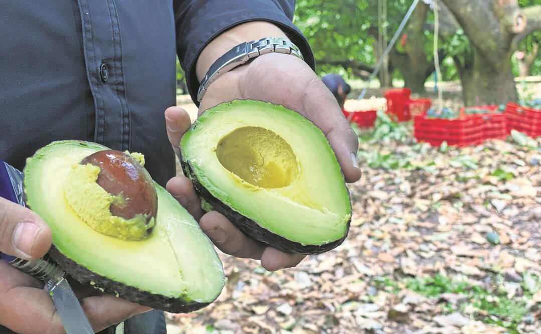 AMLO ve una conspiración contra México detrás de la suspensión de EU del aguacate nacional