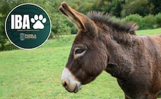 Suspenden carrera de burros y puerco encebado en San Jerónimo Xayacatlán 